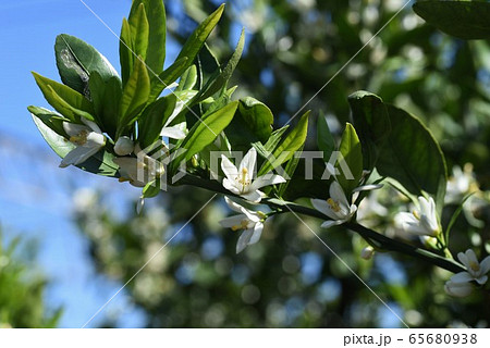 ミカンの花 ミカンの花 65680938
