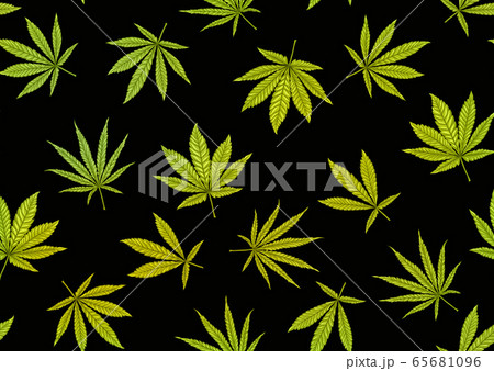 Cannabis Leaves Seamless Pattern Background のイラスト素材