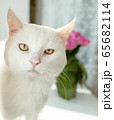 portrait of a white cat on the window 65682114