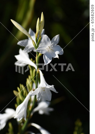グラジオラスの花 グラジオラスの花 65682609