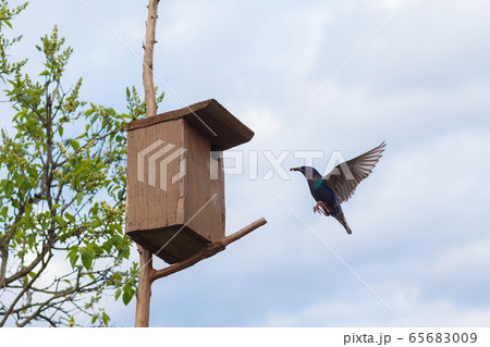The Starling flies up to the birdhouse. The Starling flies up to the birdhouse. 65683009