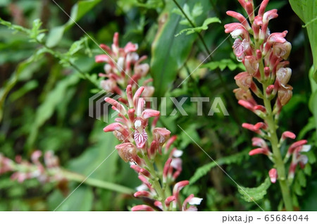 ハナミョウガの花 ハナミョウガの花 65684044