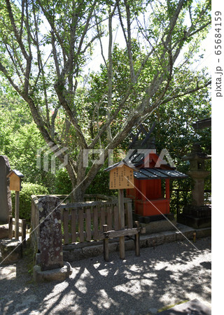 長谷寺　紀貫之故里の梅 65684159