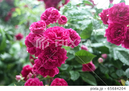 つる薔薇と雨のしずくの写真素材