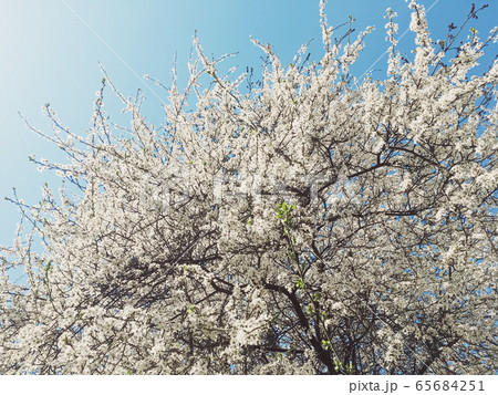 Blooming apple tree flowers in spring as floral background 65684251