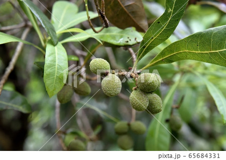 ヤマモモの若い実の写真素材