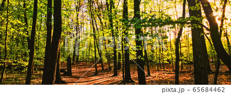 Spring forest landscape at sunset or sunrise Spring forest landscape at sunset or sunrise 65684462