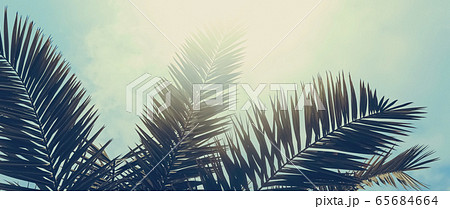 Tropical palm tree leaves in hot summer day as vintage background, nature and travel Tropical palm tree leaves in hot summer day as vintage background, nature and travel 65684664