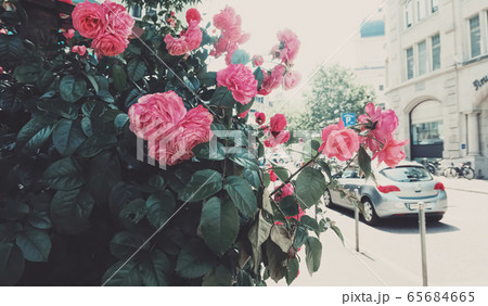 Beautiful wild pink roses in a city garden Beautiful wild pink roses in a city garden 65684665