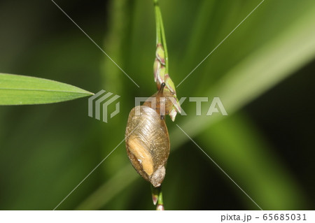 オカモノアラガイ 65685031