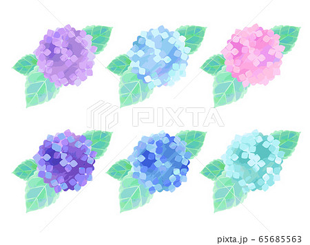 紫陽花のイラスト素材 65685563