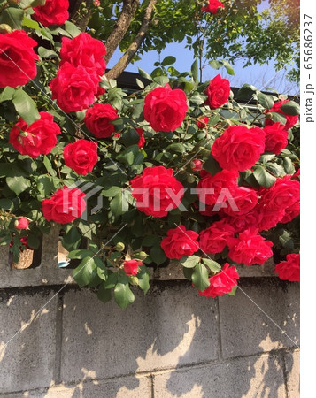 花畑 赤 バラ 65686237