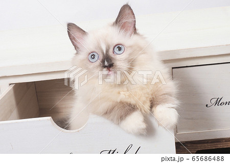 引き出しに入ったミヌエットの仔猫（桃ちゃん） 65686488