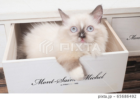 引き出しに入ったミヌエットの仔猫（桃ちゃん） 65686492