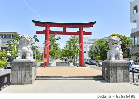 神奈川県鎌倉市　段葛の鳥居　夏　新緑　鶴岡八幡宮 65686499