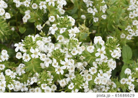 ハマボッスの花(奄美大島) ハマボッスの花(奄美大島) 65686629