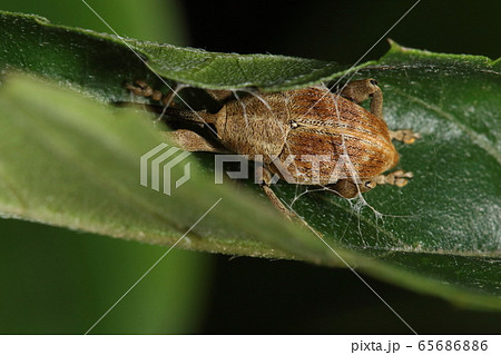 生き物　昆虫　コナラシギゾウムシ、コナラの葉に作られたイモムシか何かの空き家で休憩中 65686886
