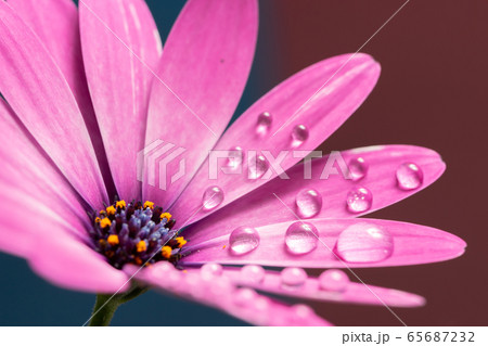デイジーの花と水滴の写真素材