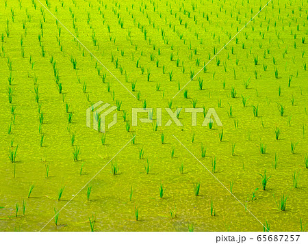 田んぼのウキクサ 65687257
