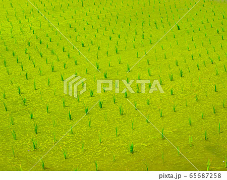田んぼのウキクサ 65687258