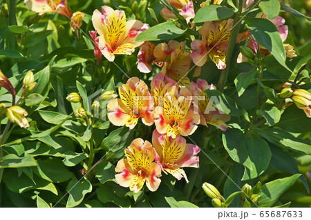 アルストロメリアの花の写真素材