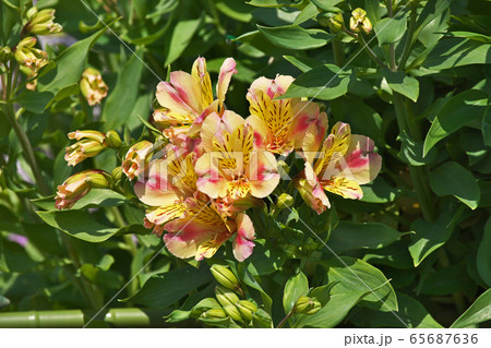 アルストロメリアの花の写真素材