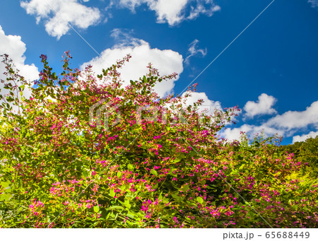 八幡湿原の夏、ヤマハギが夏空に咲いています。広島県 65688449