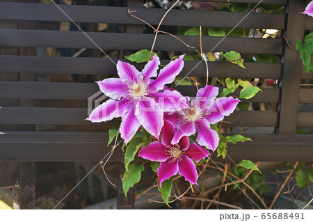 ピンクのクレマチスの花 65688491