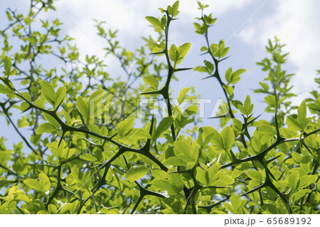 棘が付いたカラタチの枝が伸びている 65689192