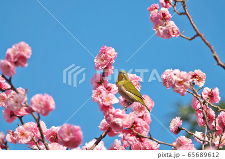 見ごろを迎えた梅の花とメジロ 見ごろを迎えた梅の花とメジロ 65689612