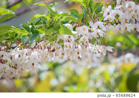 白く可憐なエゴの花 白く可憐なエゴの花 65689624