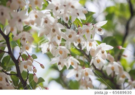 白く可憐なエゴの花 65689630