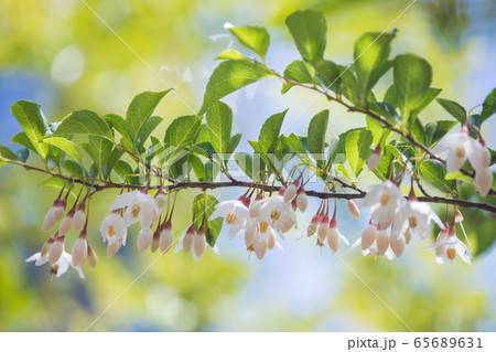 白く可憐なエゴの花 白く可憐なエゴの花 65689631