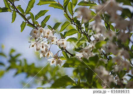 白く可憐なエゴの花 白く可憐なエゴの花 65689635