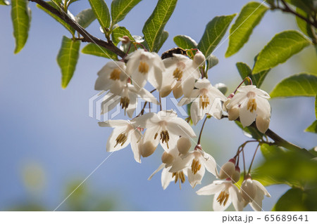 白く可憐なエゴの花 65689641