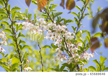 白く可憐なエゴの花 白く可憐なエゴの花 65689646