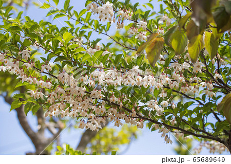 白く可憐なエゴの花 白く可憐なエゴの花 65689649