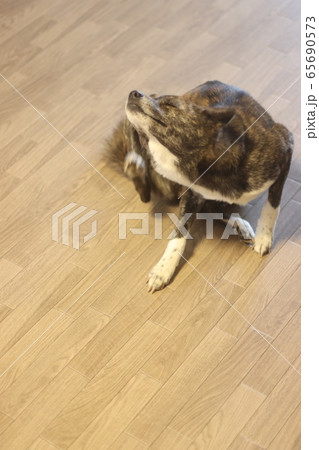 顔を掻いている虎毛の犬 65690573