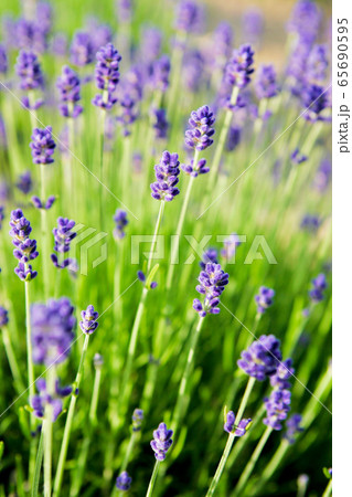 ラベンダー畑 65690595