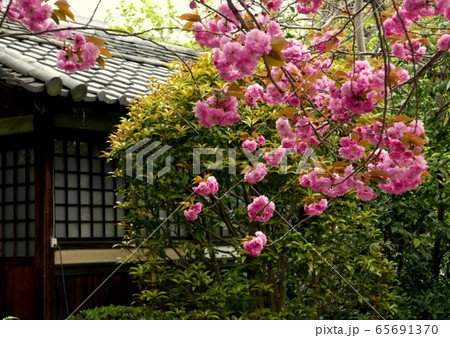 奈良町散策　元興寺に咲く花 65691370