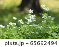 二輪草 65692494