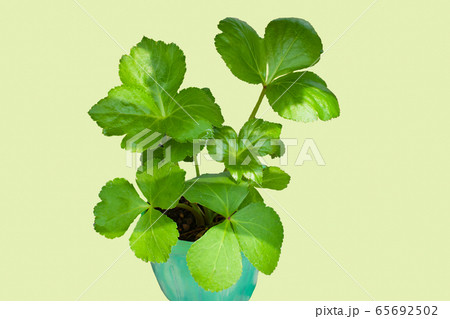 アシタバ 明日葉 の若葉です ハーブの一種で食用の葉っぱです テーブル アクセントにどうぞ の写真素材