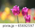チューリップ 65692597
