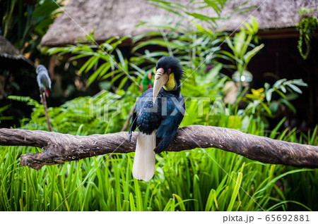 Birds in the museum Blanco, Bali 65692881