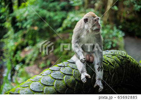 Monkeys in the monkey forest, Bali 65692885