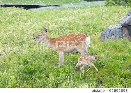 エゾシカの親子 65692893