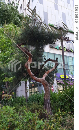 建物 外 植物 65692935