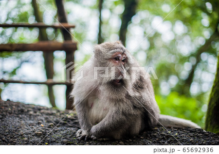 Monkeys in the monkey forest, Bali Monkeys in the monkey forest, Bali 65692936