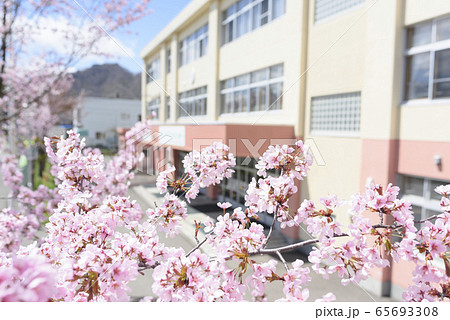 桜と学校 桜と学校 65693308