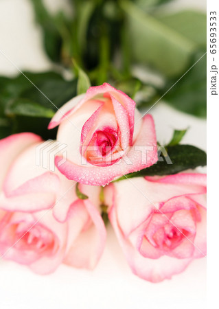 White rose bud White rose bud 65693533